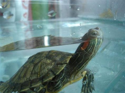 養烏龜的水位 天醫 生氣